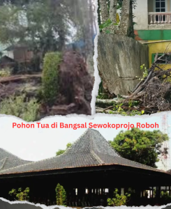 Pohon Tumbang di Bangsal Sewokoprojo dan Memori 2010–2011