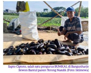 Ketahanan Pangan Desa Bangunharjo: Panen Raya Terong Nasubi